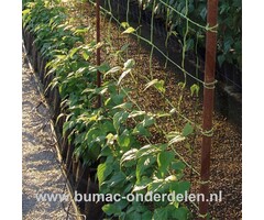 Ondersteuningsnet, 2 x 5 Mtr, Maaswijdte: 20 x 20 cm, groen, Biedt optimale ondersteuning, horizontale toepassing bij liggende planten en verticale toepassing bij hoog opkomende planten zoals bessen  Materiaal: UV-gestabiliseerd polyethyleen,  groen, klim