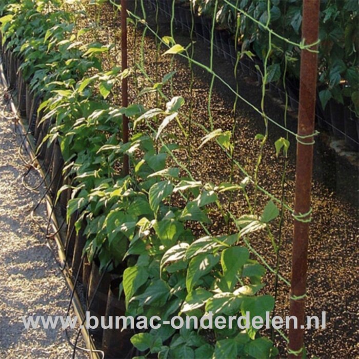 Ondersteuningsnet, 2 x 10  Mtr, Maaswijdte: 20 x 20 cm, groen, Biedt optimale ondersteuning, horizontale toepassing bij liggende planten en verticale toepassing bij hoog opkomende planten zoals bessen  Materiaal: UV-gestabiliseerd polyethyleen,  groen, kl