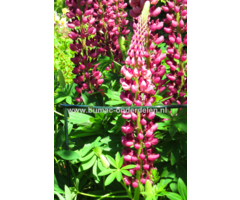 Plantensteun, struiksteun halfrond,100 cm, x 40cm Ø 5 mm, groen Halfronde steun voor struiken of vaste planten, Gemaakt van weerbestendig rond staal, Bedekt met groene polyester lak. Ter ondersteuning van vaste planten of struiken.