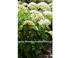 Plantensteun, struiksteun halfrond, 70 cm, x 40cm Ø 5 mm, groen Halfronde steun voor struiken of vaste planten, Gemaakt van weerbestendig rond staal, Bedekt met groene polyester lak. Ter ondersteuning van vaste planten of struiken.