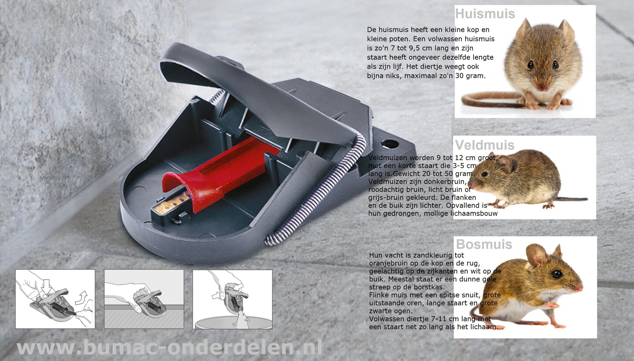 Muizenval Pro Diervriendelijk en efficiënt Muizen vangen Gepatenteerd easy catchsysteem