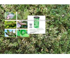 Navulverpakking BuxusVlinderVal, Navulverpakking met 2x plakstrips plus 2x feromooncapsules Dit systeem voor vroegtijdige waarschuwing geeft zonder gebruik van gifstoffen aan of buxusmotten aanwezig zijn, hoe groot de besmetting is en wat het beste moment