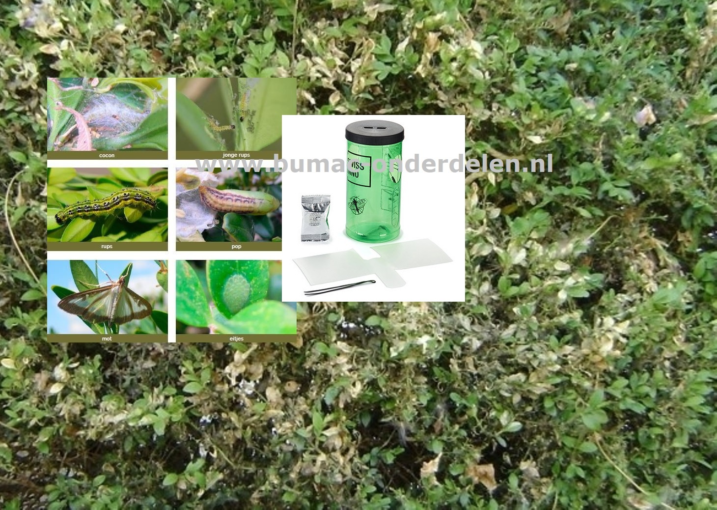 Navulverpakking BuxusVlinderVal, Navulverpakking met 2x plakstrips plus 2x feromooncapsules Dit systeem voor vroegtijdige waarschuwing geeft zonder gebruik van gifstoffen aan of buxusmotten aanwezig zijn, hoe groot de besmetting is en wat het beste moment