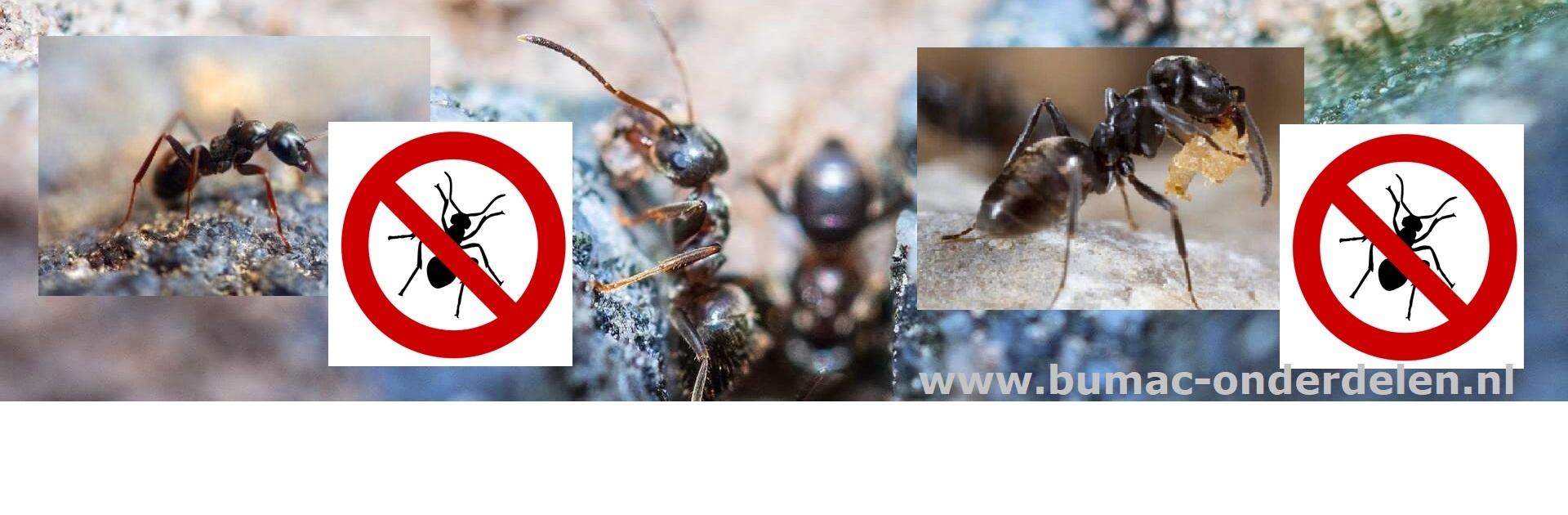 Mierenpoeder, Solabiol Natria (Bayer) Mierenpoeder bestrijdt snel en effectief mieren in en rondom het huis. Het poeder verstoort het orientatiëvermogen van de mieren, waardoor de mieren de weg naar het nest niet meer terugvinden en dood gaan Mierenpoeder