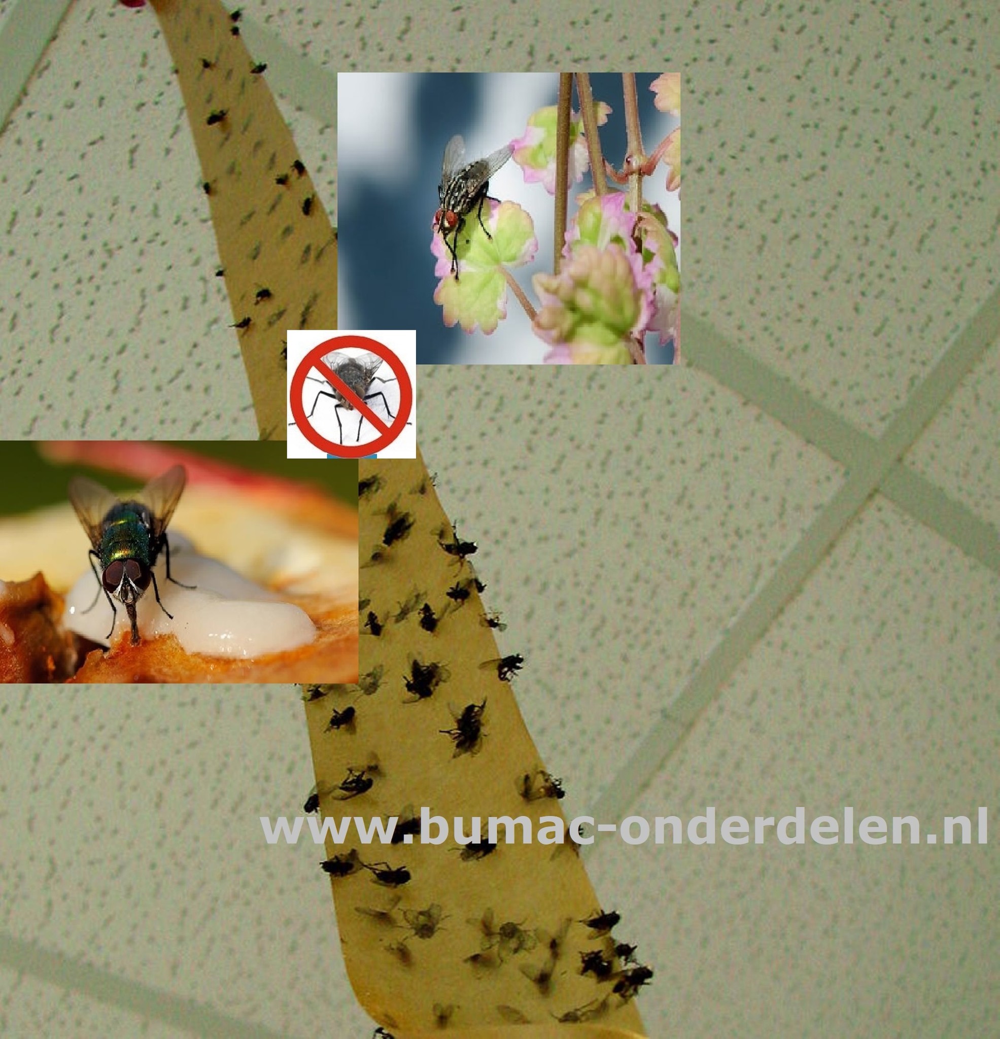 Vliegenstrip 4 stuks  in de verpakking zitten, zodat u ze op meerdere plekken kunt ophangen middels de meegeleverde punaises.  Vliegen met een plakstrook te vangen. De vliegenvangers zijn gifvrij en reukloos