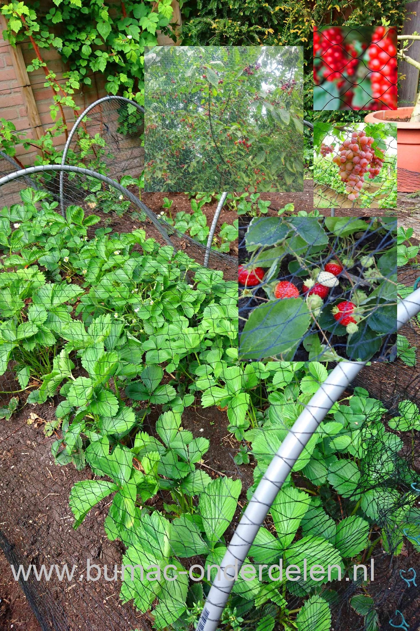 Tuinnet 4x5 Mtr Maaswijdte 28 x 28 mm Lichtgewicht, breedmazig, Voor Bescherming kersenbomen, Fruitbomen, Groenten, Vruchtgewassen tegen vogels met deze vogelweringsnet. Tuinnet, Vogelnet, Ongediertebestrijding, Vogelbestrijdingen dubbelstrengs tuinnette