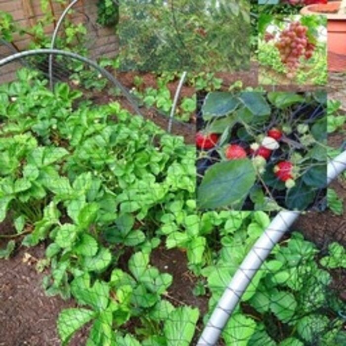 Tuinnet 4x5 Mtr Maaswijdte 28 x 28 mm Lichtgewicht, breedmazig, Voor Bescherming kersenbomen, Fruitbomen, Groenten, Vruchtgewassen tegen vogels met deze vogelweringsnet. Tuinnet, Vogelnet, Ongediertebestrijding, Vogelbestrijdingen dubbelstrengs tuinnette