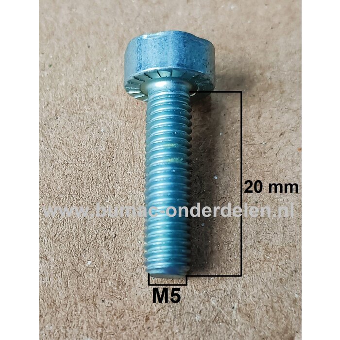Torx bout M5x20 mm Metrisch voor STIHL Doorslijpers, Bandenzaag, Motorslijpers, Kettingzagen, Benzinezagen, Motorzagen Bout Torx, Cilinderkopbout, Bout, Schroef, onderdelen