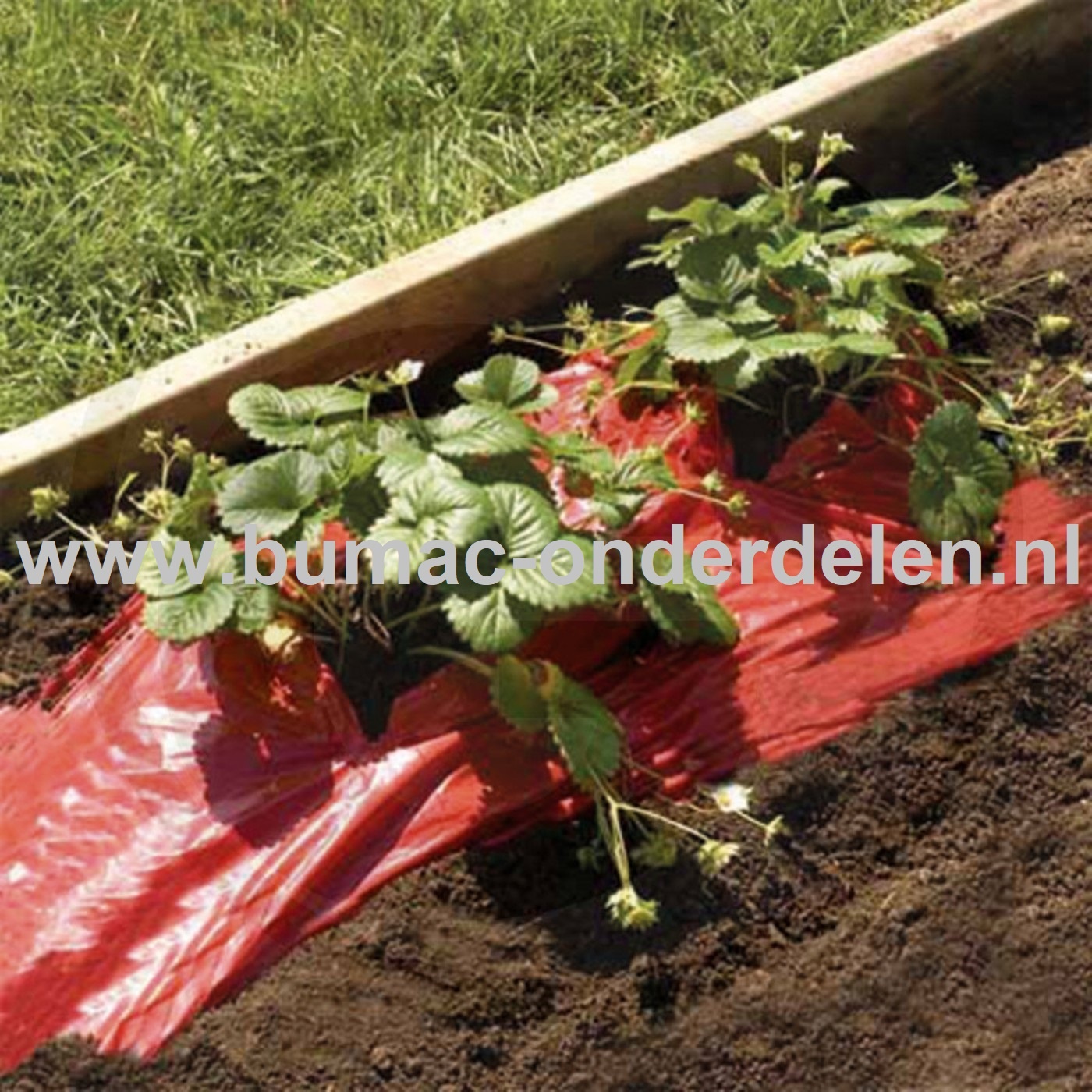 Onkruidfolie 1,2x10 Meter Onkruidfolie verhindert de groei van onkruid zonder gebruik van Chemicaliën en zorgt voor een optimale Rode verkleuring van Tomaten, Aardbeien en andere rode Vruchten Onkruid Folie, Onkruiddoek, Onkuiddoek Tuin, Tuingereedschap