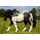 Bullyland Lewitzer merrie – gevlekte pony speelgoedfiguur, handbeschilderd en PVC-vrij