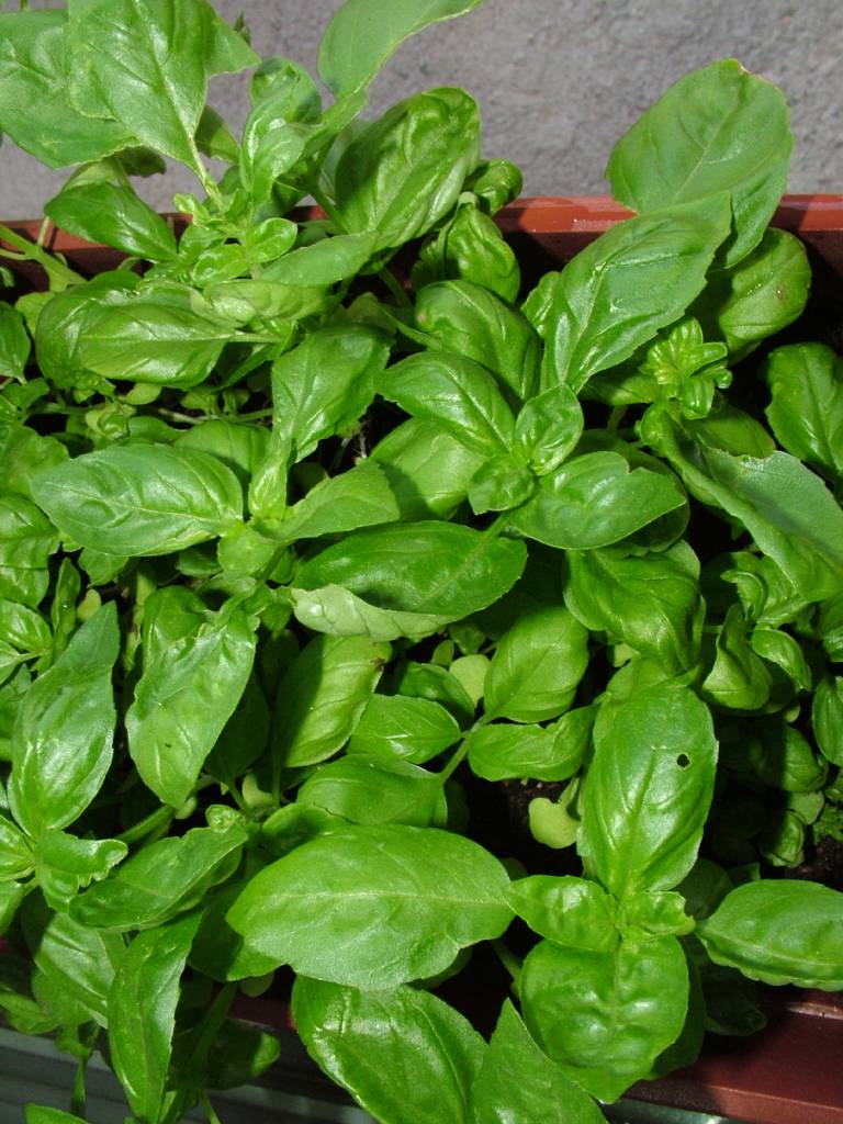Opgiet Basilicum