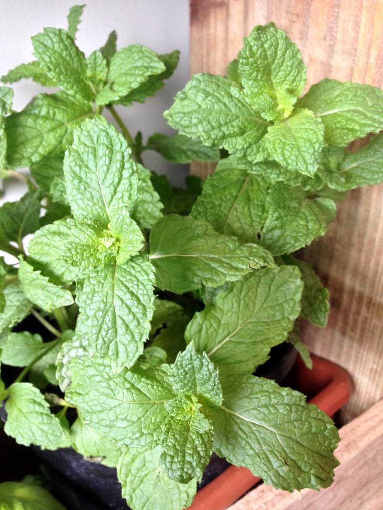 Opgiet Chinese mint