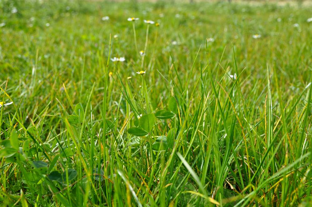 Opgiet Gras