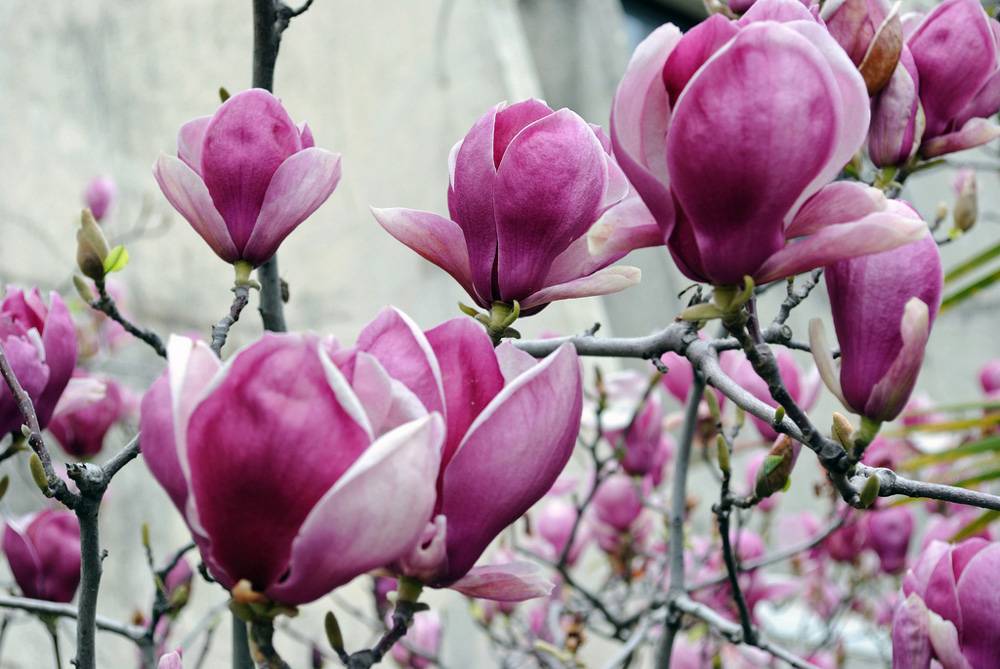Opgiet Magnolia