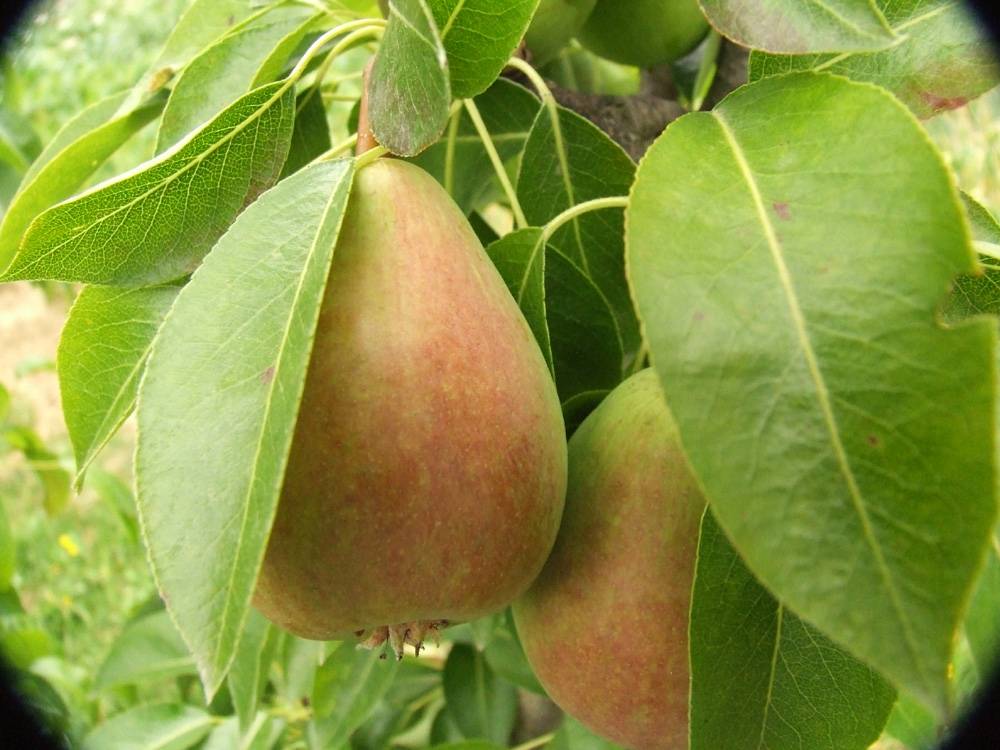 Opgiet Peren