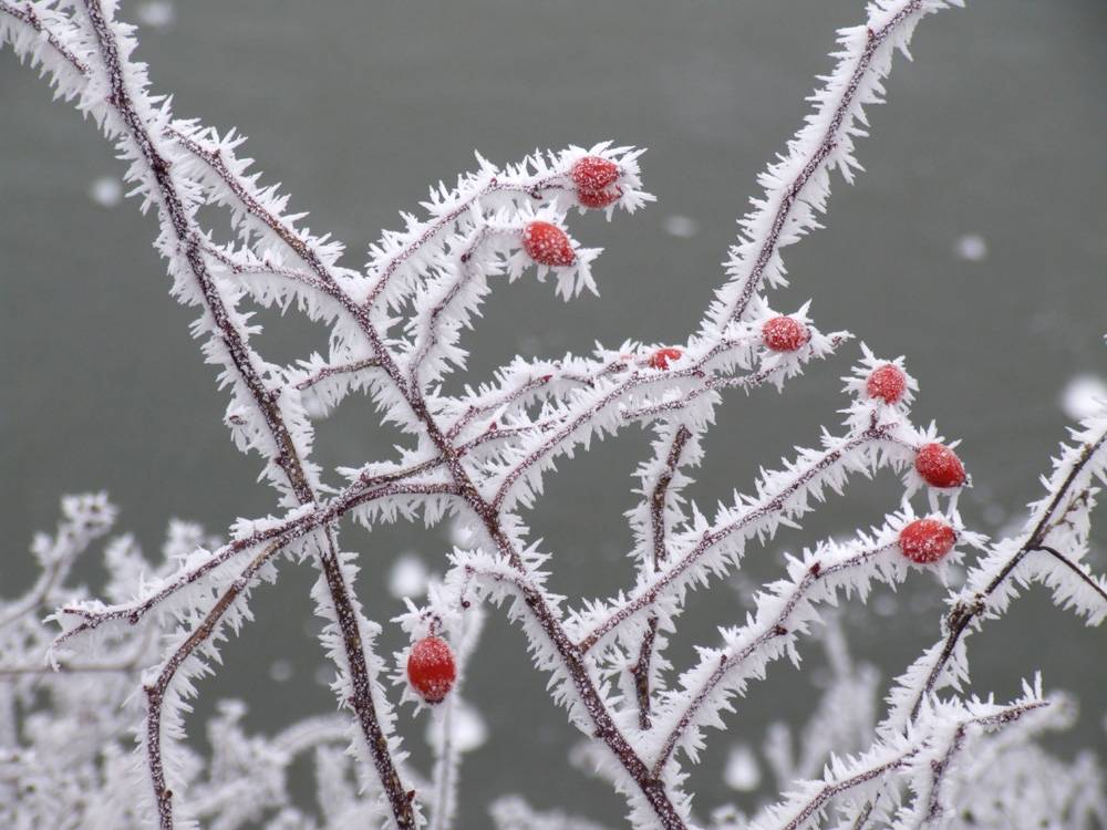 Opgiet Saunageur Winter Thee