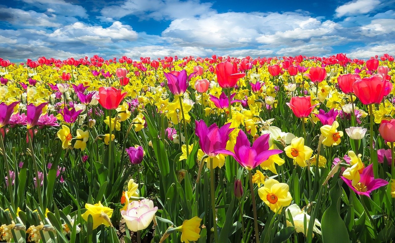 Een "Potje" Bloemen. Wellnessgeuren voor Sauna en Spa