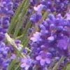 Lavendel stoombadmelk