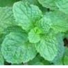 Mint stoombadmelk