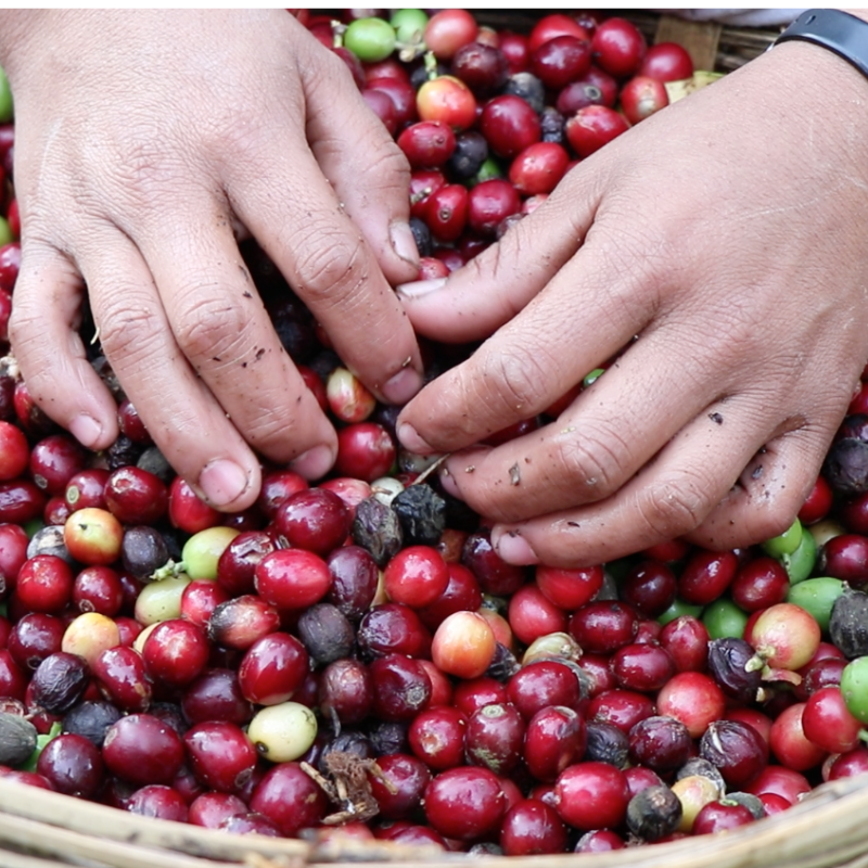 Mexico - Santa Fé, Organic | Mountain Water Decaf