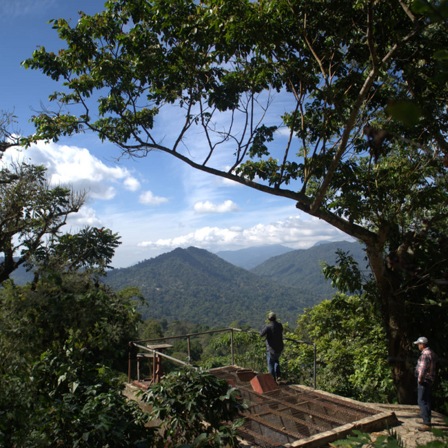 Mexico - Santa Fé, Organic | Mountain Water Decaf