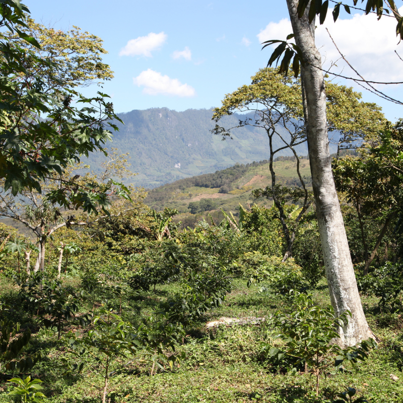 Mexico - Santa Fé, Organic | Mountain Water Decaf
