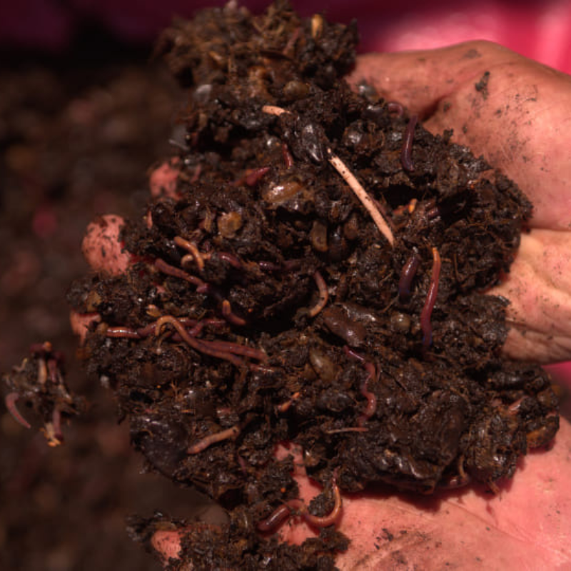 Mexico - Santa Fé, Organic | Mountain Water Decaf