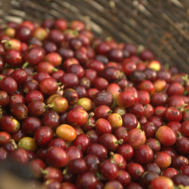 Mexico - Santa Fé, Organic | Mountain Water Decaf