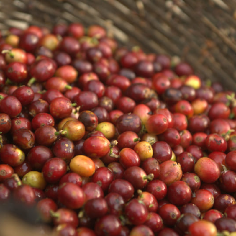 Mexico - Santa Fé, Organic | Mountain Water Decaf