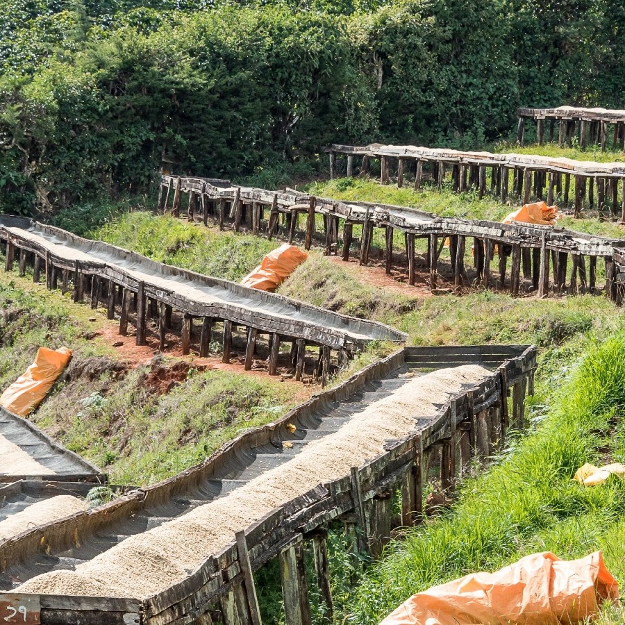 Kenya - Jokimwa Estate PB | Washed