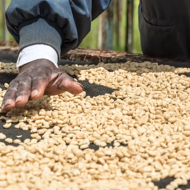 Kenya - Jokimwa Estate PB | Washed