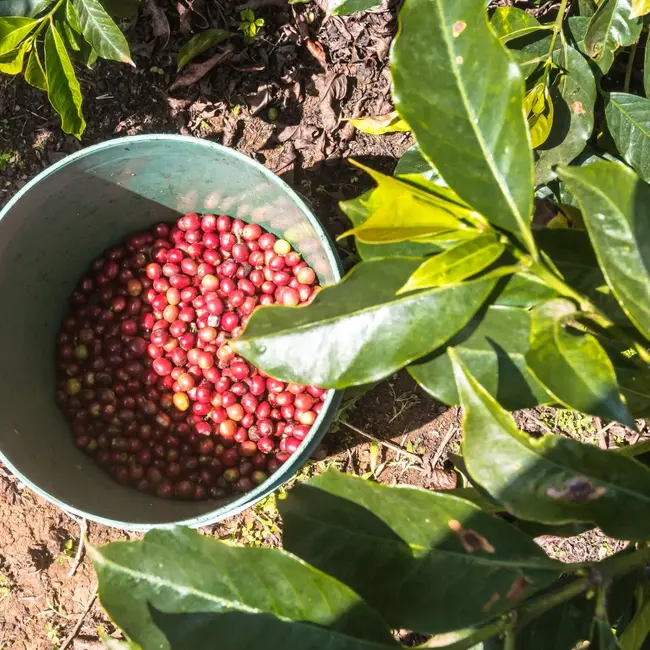 Kenya - Jokimwa Estate PB | Washed