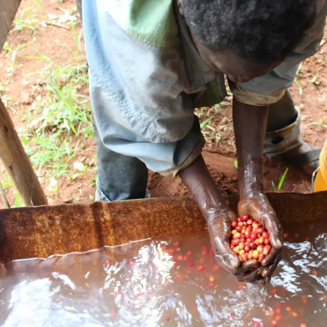 Burundi - Yandaro | Honey