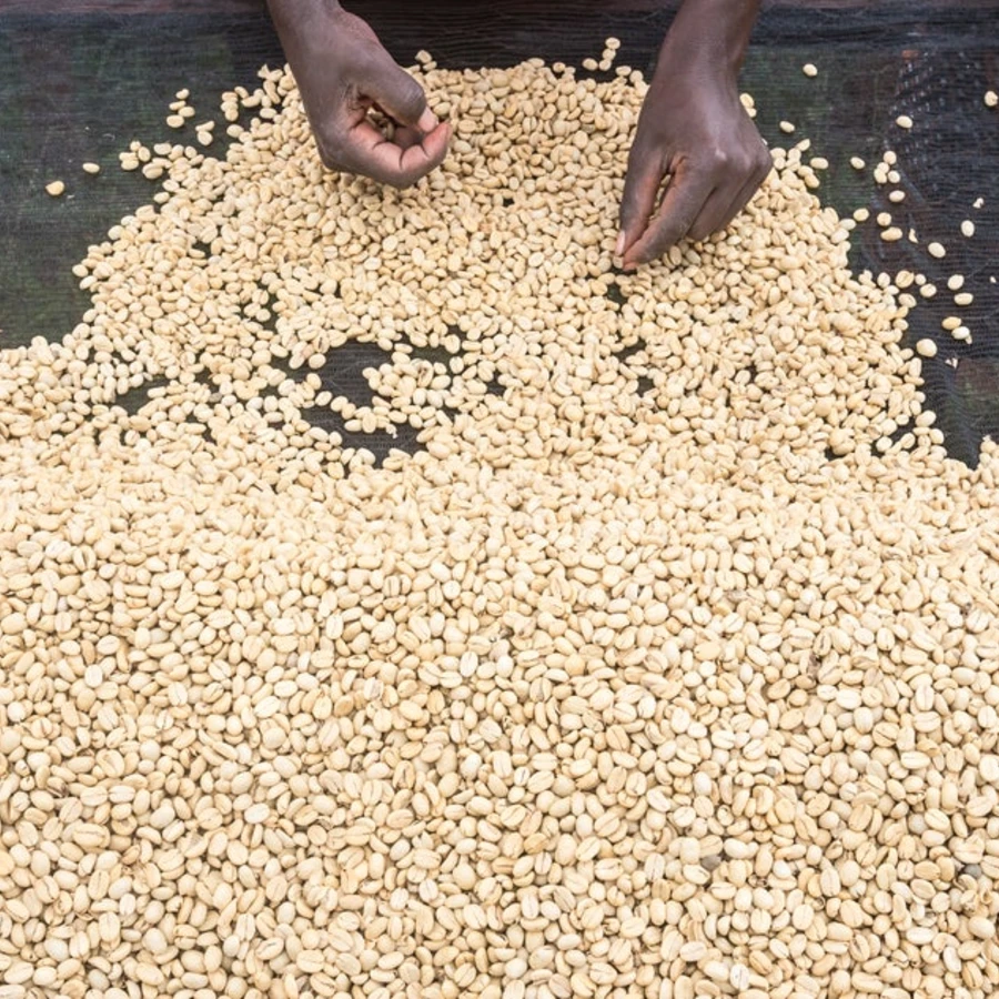 Kenya Gatina