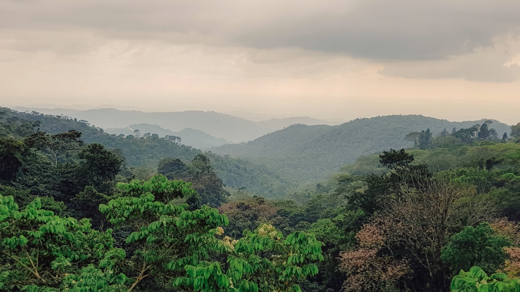 Finca Irlanda, in de mist tussen het regenwoud van Chiapas