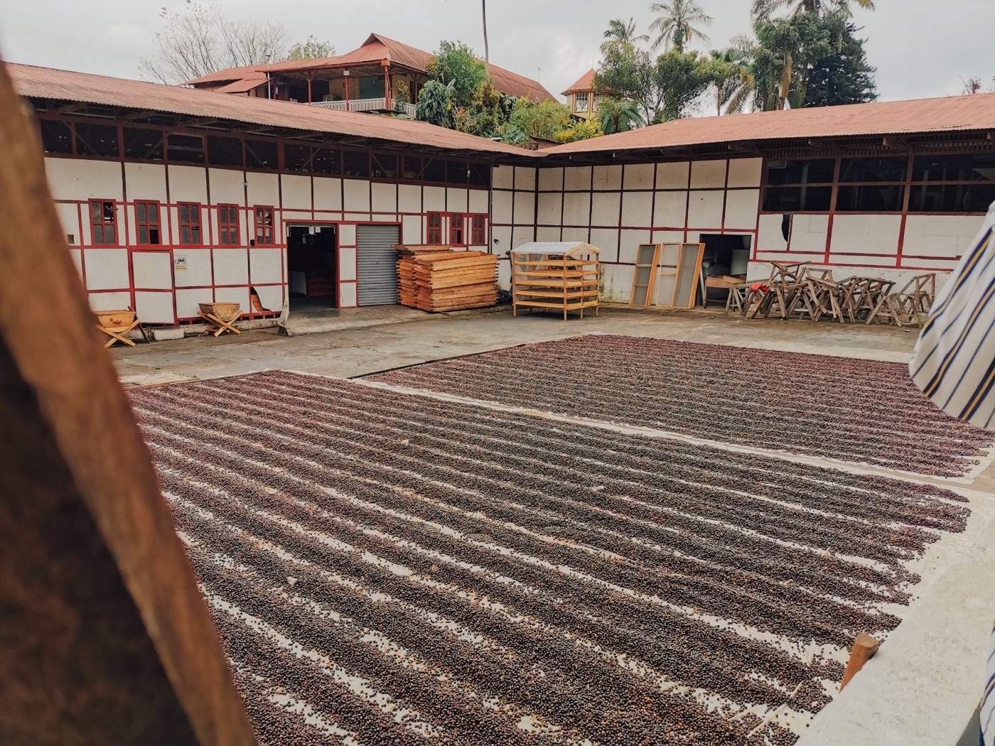 De droogpatio van Finca Irlanda met rijen drogende koffiekersen