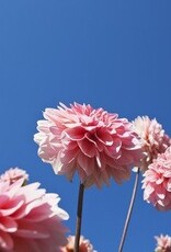 Boggart Pink space