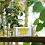 Calendulazeep Biologische Zeep - 100gr
