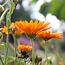 Calendulazeep Biologische Zeep - 100gr