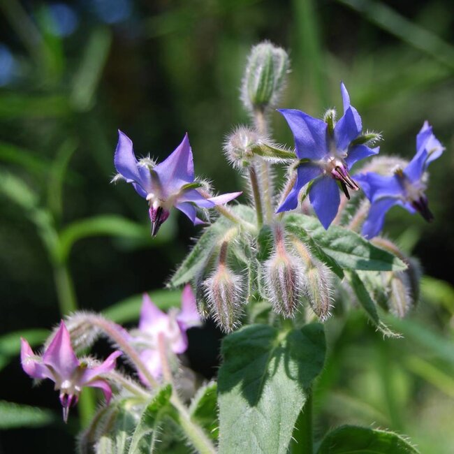 Calendulazeep Biologische Zeep - 100gr