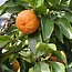 Citruszeep Biologische Zeep - 100gr