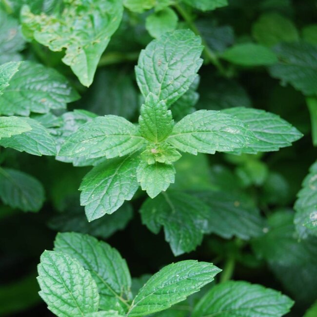 Groene kleizeep Biologische Zeep - 100gr