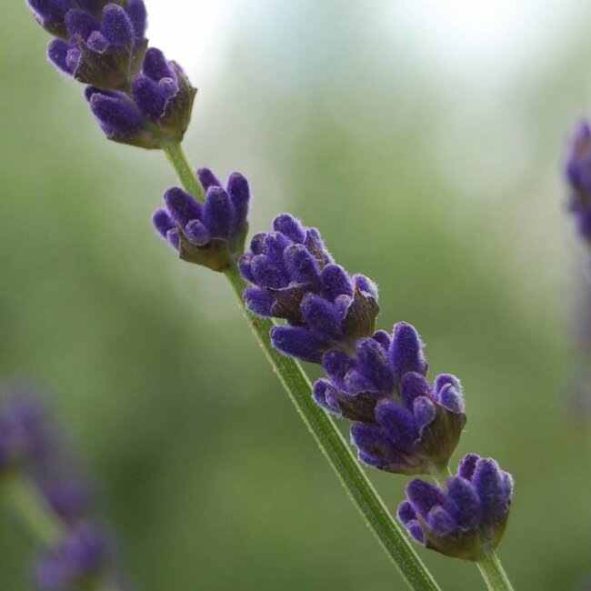 Haverscrub Biologisch / Werfzeep Scrub 100gr