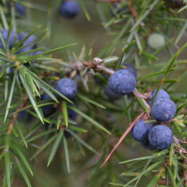 Haverscrub Biologisch / Werfzeep Scrub 100gr