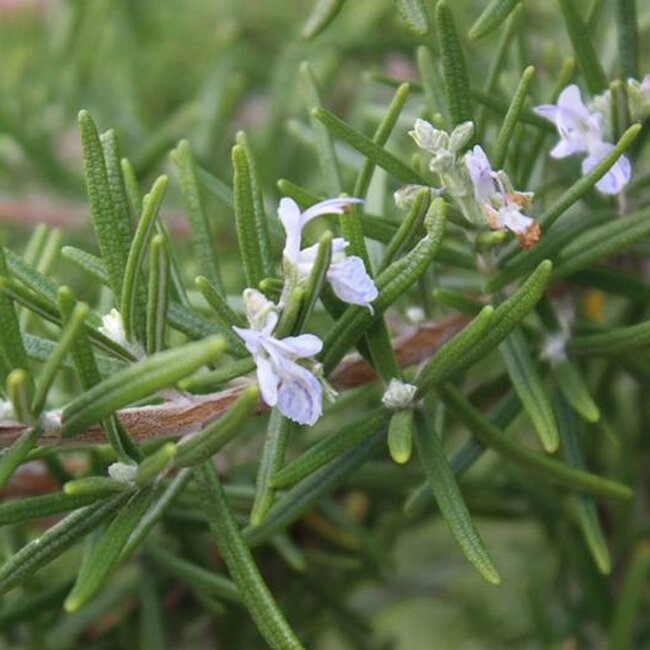 Honingzeep Biologische Zeep - 100gr