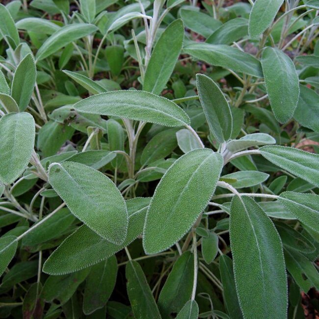 Honingzeep Biologische Zeep - 100gr