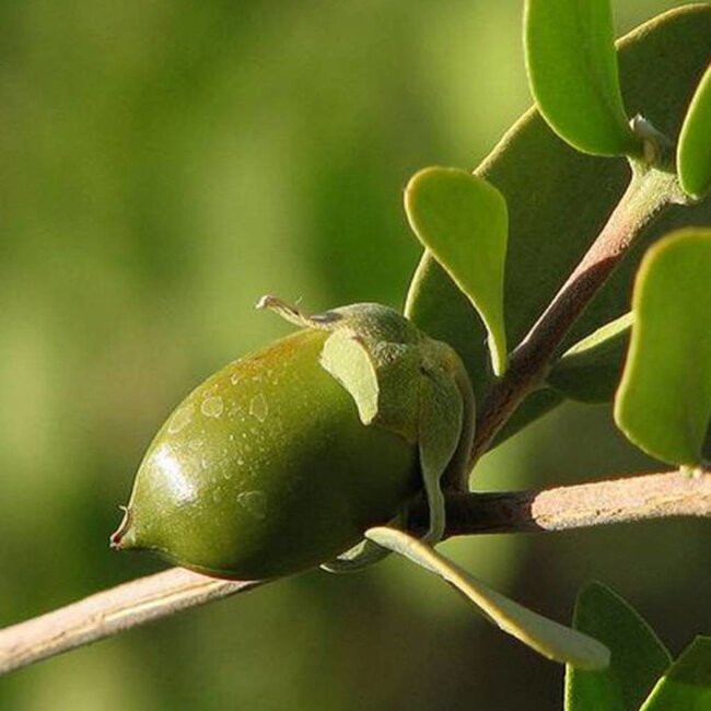 Karitézeep Biologische Zeep - 100gr