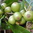 Koffiescrub Biologisch / Werfzeep Scrub 100gr