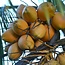 Koffiescrub Biologisch / Werfzeep Scrub 100gr
