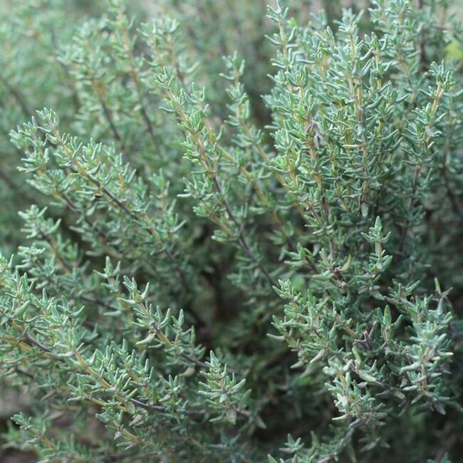 Kruidenzeep Biologische Zeep - 100gr